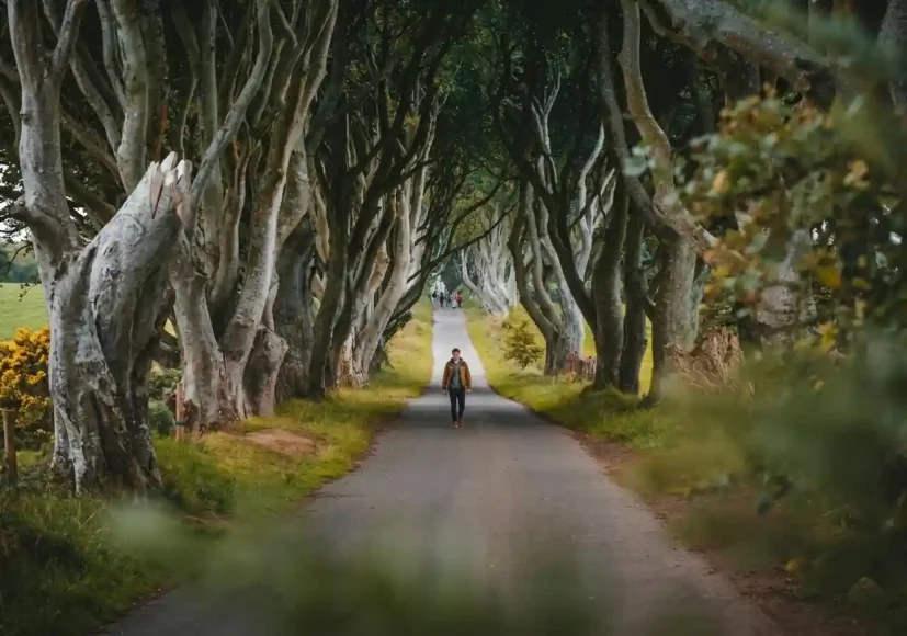 A person walking on a path with trees